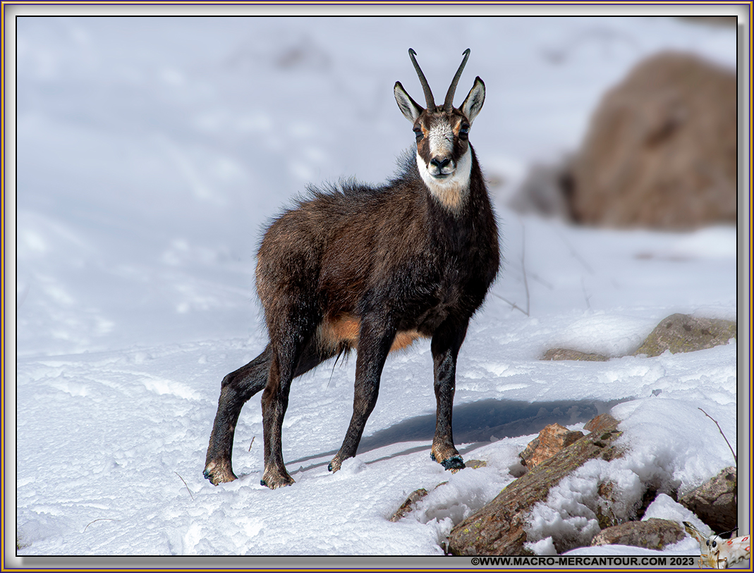 Chamois
